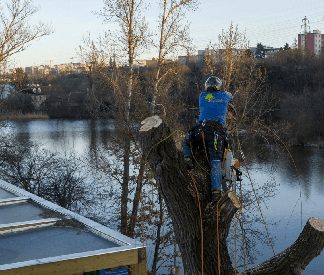 Adam Svoboda - arborista