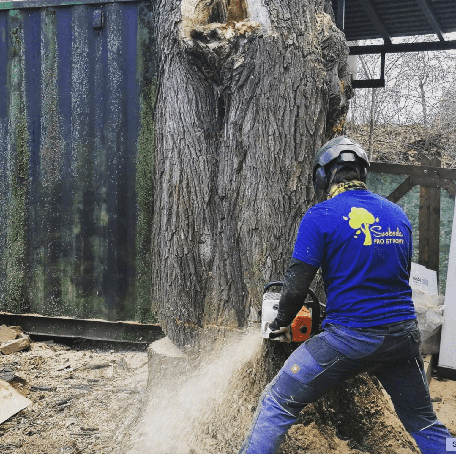 Arborista při práci